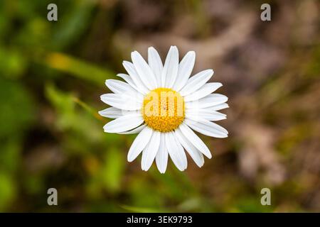 Eine fesselnde Nahaufnahme mit einem einzigen, makellosen Gänseblümchen mit hellgelber Mitte und weißen Blütenblättern. Die Blume ist perfekt im Fokus, während sie Stockfoto