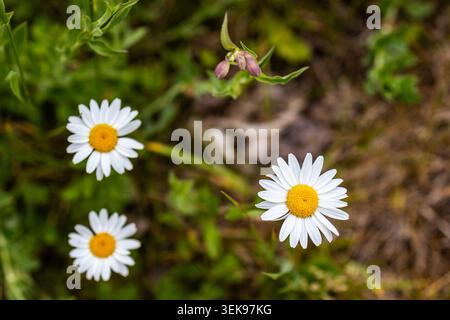 Eine lebendige Nahaufnahme fängt die zarte Schönheit der Gänseblümchen ein, die auf einer üppig grünen Wiese blühen. Die Gänseblümchen mit ihren hellgelben Mittelpunkten und Pri Stockfoto