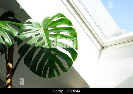 Großes grünes Monstera-Blatt befindet sich in der Nähe eines Oberlichts, wobei natürliches Licht seine markante Blattstruktur und satte grüne Farbe unterstreicht Stockfoto