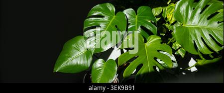 Große Monstera-Blätter werden durch Sonnenlicht beleuchtet und heben ihre charakteristischen geteilten und perforierten Muster vor dunklem Hintergrund hervor Stockfoto