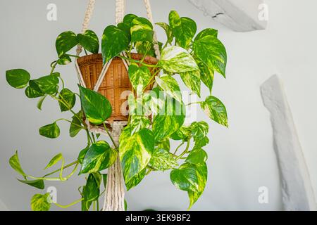 Grüne Pothos- oder scindapsus-Pflanze in einem gewebten Hängekorb, der von der Decke abgehängt wird, mit einer hellen Wand, die einen sauberen Hintergrund bietet Stockfoto