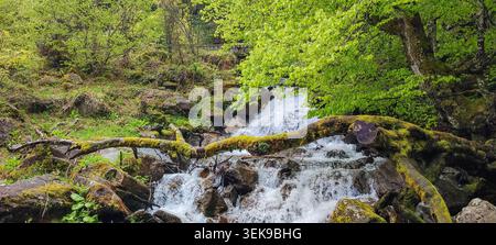 Ein fließender Bach stürzt über moosbedeckte Felsen, umgeben von üppigen grünen Bäumen in den Pyrenäen, und unterstreicht die ruhige Landschaft Stockfoto