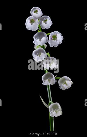 Lily of the Valley Stiel mit weißen Glockenblumen auf schwarzem Hintergrund Stockfoto
