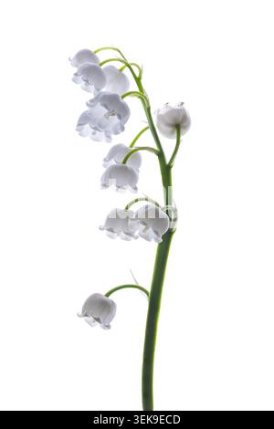 Lily of the Valley Stem mit weißen Glockenblumen auf weißem Hintergrund Stockfoto