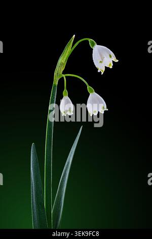 Makro der Sommer-Schneeflocken-Blumen mit Wassertropfen auf dunkelgrünem Hintergrund Stockfoto