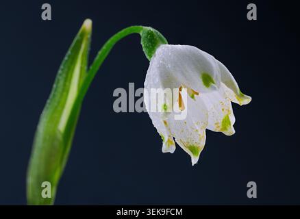 Makro der Sommer-Schneeflocken-Blumen mit Wassertropfen auf dunklem Hintergrund Stockfoto