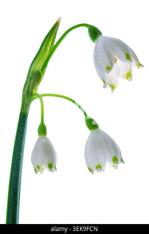 Makro der Sommer-Schneeflocken-Blumen mit Wassertropfen auf weißem Hintergrund Stockfoto