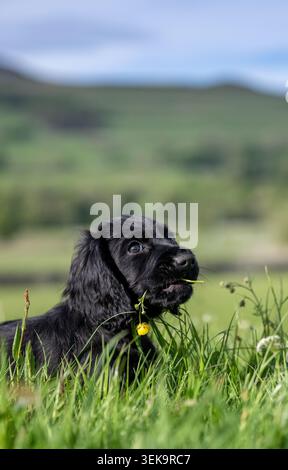Schwarzer Cocker Spaniel-Welpe mit einer Blume im Mund. Wensleydale, North Yorkshire, Großbritannien. Stockfoto