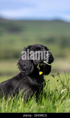Schwarzer Cocker Spaniel-Welpe mit einer Blume im Mund. Wensleydale, North Yorkshire, Großbritannien. Stockfoto