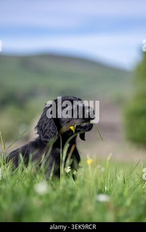 Schwarzer Cocker Spaniel-Welpe mit einer Blume im Mund. Wensleydale, North Yorkshire, Großbritannien. Stockfoto