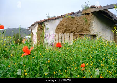 Ein zerbröckelndes, aus traditionellen Lehmziegeln erbautes Haus steht hinter einem lebhaften Feld mit Frühlingswildblumen und hellroten Mohnblumen in den Troodos Stockfoto