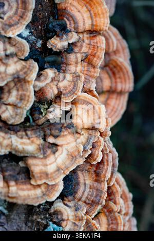 Pilzhintergrund wächst im Wald Stockfoto