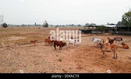 Rinderherde auf Trockenfeld in der Nähe des Landwirtschaftsgebäudes, landwirtschaftliche Landschaft Stockfoto