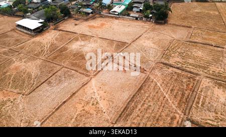 Kühe, die auf TrockenReisfeldern weiden, Luftaufnahme der ländlichen Agrarlandschaft Stockfoto