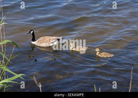 Kanadagans (Branta canadensis) und Küken schwimmen im Nord-Ostsee-Kanal, Rendsburg, Schleswig-Holstein, Deutschland | Kanadische Gänse (Branta canadensis) Stockfoto