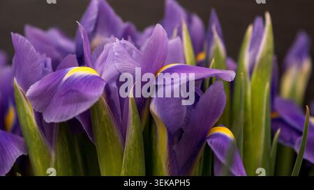 Lila Iris Blumen Nahaufnahme — Iris x hollandica Blumenstrauß mit gelben Akzenten auf dunklem Hintergrund Stockfoto