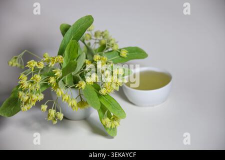 Eine charmante Komposition aus frischen, duftenden Limettenblüten, die in einer kleinen weißen Vase neben einer Schüssel mit hellem Kräuterlindentee auf einem sauberen Witz angeordnet sind Stockfoto