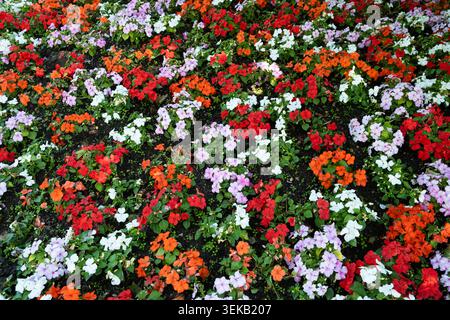 Wunderschönes farbenfrohes Blumenbeet mit lebhaften Lizzie-Blumen. Stockfoto