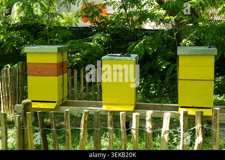 Drei hellgelbe Holzbienhäuser in einem grünen Bienengarten. Stockfoto