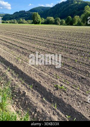 Gekeimte Ackerfelder mit jungen Maisblättern. Stockfoto