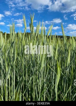 Nahaufnahme von grünen Weizenohren, die in der Landwirtschaft wachsen. Stockfoto