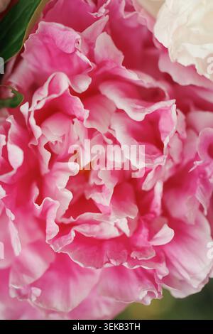 Doppelpeonie (Paeonia) extreme Nahaufnahme, zerknitterte rosa und weiße Bicolor-Blütenblätter füllen das Bild, seidige Textur Stockfoto