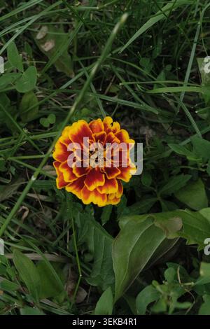 Nahaufnahme einer leuchtenden roten und gelben Rose, die zusammen mit grünem Gras und Blättern im Hintergrund blüht. Stockfoto