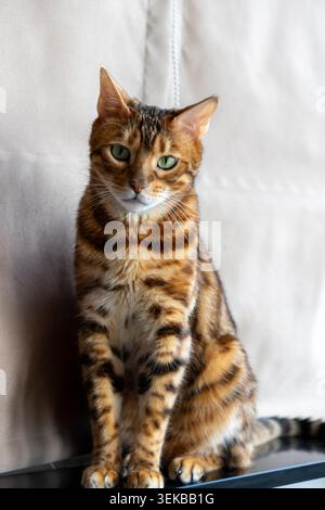 Eine wunderschöne bengalische Katze mit einem gefleckten goldenen Fell sitzt auf einer Fensterbank und beobachtet in Ruhe die Aussicht draußen. Weiches natürliches Tageslicht beleuchtet sein Fell, Stockfoto