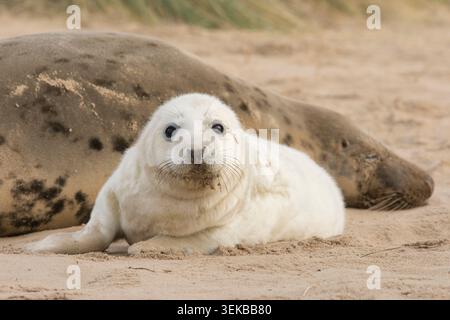 Graurobbe, Halichoerus grypus, ein Hund, der noch in weißem Fell liegt, in Sanddünen. Dezember. Norfolk, Winterton Dunes. UK Stockfoto
