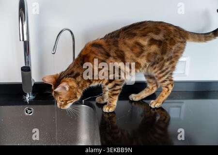 Bengalische Katze trinkt frisches Wasser direkt aus einem Küchenarmatur drinnen. Die gefleckte Katze wird in einer natürlichen Verhaltensszene gezeigt und interagiert Stockfoto