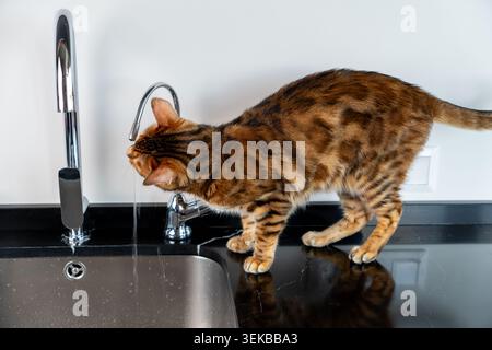 Bengalische Katze trinkt frisches Wasser direkt aus einem Küchenarmatur drinnen. Die gefleckte Katze wird in einer natürlichen Verhaltensszene gezeigt und interagiert Stockfoto
