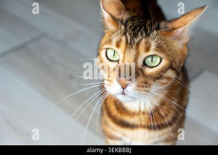 Atelierporträt einer bengalischen Katze mit markantem Leopardenmuster. Die Hauskatze wird in detaillierter Kopfaufnahme mit Ex gezeigt Stockfoto