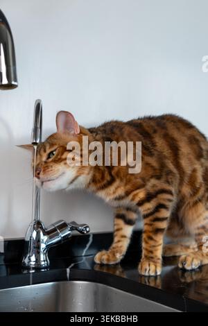 Eine vertikale Nahaufnahme einer neugierigen bengalischen Katze, die fließendes Wasser direkt aus einem Küchenarmatur in einem modernen Haus trinkt. Das Bild erfasst natürliches pe Stockfoto