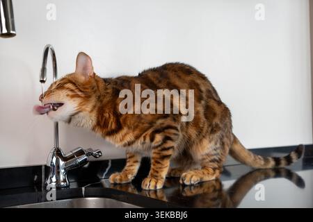 Bengalische Katze trinkt frisches Wasser direkt aus einem Küchenarmatur drinnen. Die gefleckte Katze wird in einer natürlichen Verhaltensszene gezeigt und interagiert Stockfoto