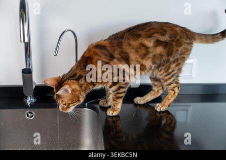 Bengalische Katze trinkt frisches Wasser direkt aus einem Küchenarmatur drinnen. Die gefleckte Katze wird in einer natürlichen Verhaltensszene gezeigt und interagiert Stockfoto