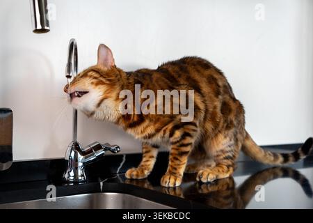 Bengalische Katze trinkt frisches Wasser direkt aus einem Küchenarmatur drinnen. Die gefleckte Katze wird in einer natürlichen Verhaltensszene gezeigt und interagiert Stockfoto