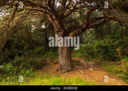 Große reife Eiche mit Steintreppen im Zlatni Rt Park Forest, Rovinj, Istrien, Kroatien. Stockfoto