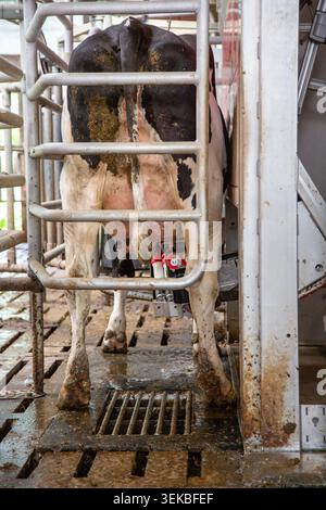 Gefleckte schwarz-weiße Kuh in der Melkmaschine der niederländischen Farm in den niederlanden Stockfoto