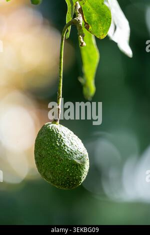 Makroselektive Fokusaufnahme einer einzelnen grünen Hass-Avocado, die auf einem Baumstamm reift. Fotografiert mit künstlerischem Sonnenlicht Bokeh im Hintergrund bei A c Stockfoto