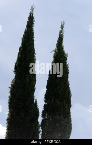 Niedrigwinkelaufnahme zweier hoher, symmetrischer Zypressen (Cupressus), die vertikal in einen weichen, bewölkten Himmel hineinragen. Fotografiert in einer ländlichen Stadt Stockfoto