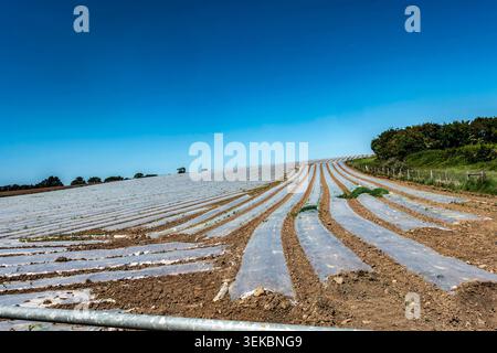 Landwirtschaftliches Feld in Julianstown, County Meath, Irland, mit Reihen junger Nutzpflanzen, die unter klarem blauem Himmel mit Mulchfolien bedeckt sind. Stockfoto