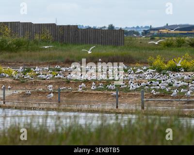 Kolonie von nistenden Mittelmeermöwen (Larus melanocephalus) und Schwarzmöwen (Chroicocephalus ridibundus), RSPB Wallasea Island, Essex, Vereinigtes Königreich Stockfoto