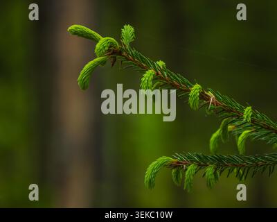 Fichtenzweig. Schöner Fichtenzweig mit Nadeln. Weihnachtsbaum in der Natur. Nahaufnahme der Fichtenansicht. Natürliche Hintergrundbilder. Stock Photo Stockfoto