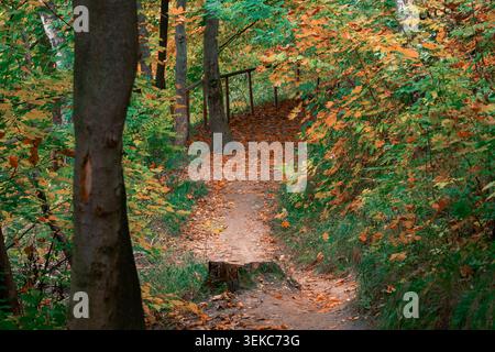 Ein beschaulicher Feldweg schlängelt sich durch einen Wald, der von den warmen Farben des Herbstblatts und verstreuten Blättern auf dem Boden umgeben ist Stockfoto