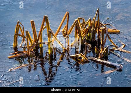 Das SüßwasserSchilf des letzten Jahres steht gefroren am See, im Winter und wartet auf die Rückkehr der wärmeren Tage. Stockfoto