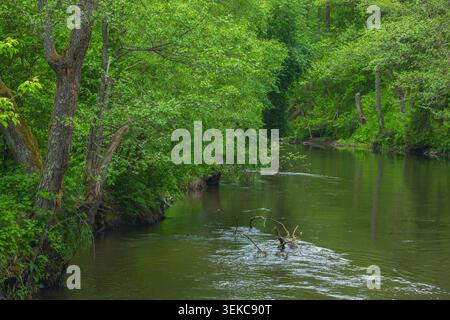 Fluss im Frühlingswald Stockfoto