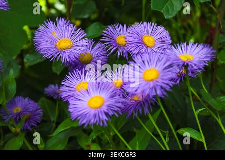 Eine Ansammlung von leuchtend violetten Blüten, die Erigeron Gänseblümchen ähneln, mit hellgelben Mittelpunkten, blüht wunderschön vor üppig grünem Laub in einem Garten. Stockfoto