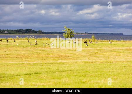 Ein paar Gänse auf einer grünen Wiese im Sommer unter hellem Sonnenlicht Stockfoto