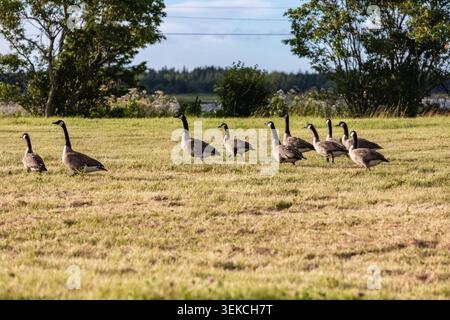 Ein paar Gänse auf einer grünen Wiese im Sommer bei Sonnenuntergang Stockfoto