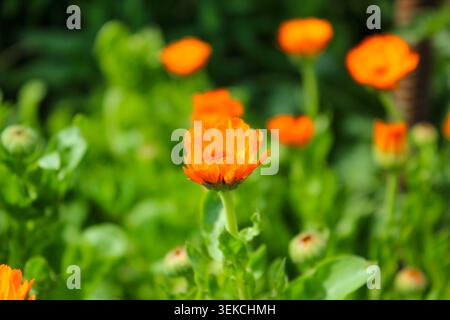 Leuchtend orange Ringelblumen blühen vor einem üppigen, grünen, sanft verschwommenen Hintergrund in einem sonnendurchfluteten Garten. Stockfoto